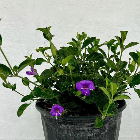 Coral Creeper (Barleria repens 'Purple') - PlantologyUSA - Small