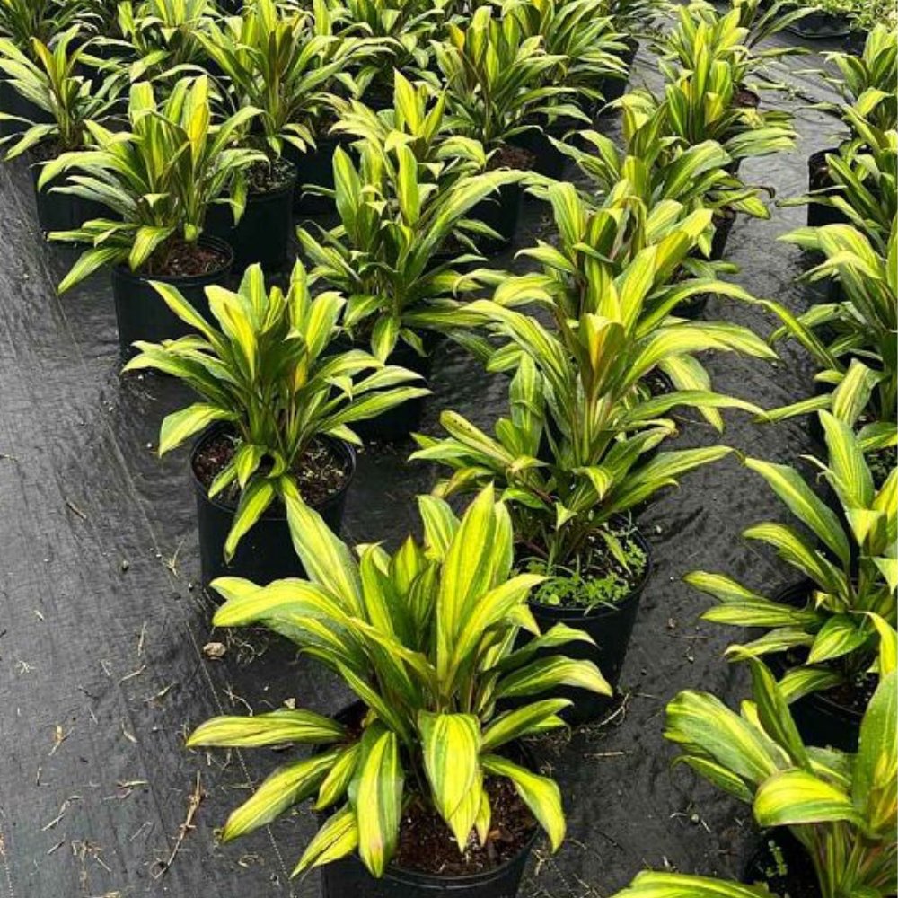 cordyline kiwi house plant Cordyline Kiwi (Cordyline fruticosa)