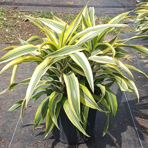 Corn Plant (Dracaena fragrans 'Lemon Lime') - PlantologyUSA - 2-3 feet