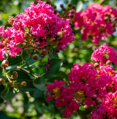 Crape Myrtle Tuscarora Pink Standard (Lagerstroemia indica) - PlantologyUSA - 3-4 feet