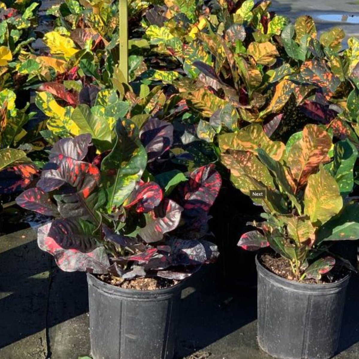 croton magnificent indoor plant Croton Magnificent (Codiaeum variegatum)