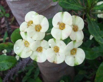 Crown Of Thorn Sonoma White Helena (Euphorbia milii) - PlantologyUSA - Small 9"