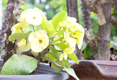 Crown Of Thorn Sonoma Yellow Apache (Euphorbia milii) - PlantologyUSA - Small 9"