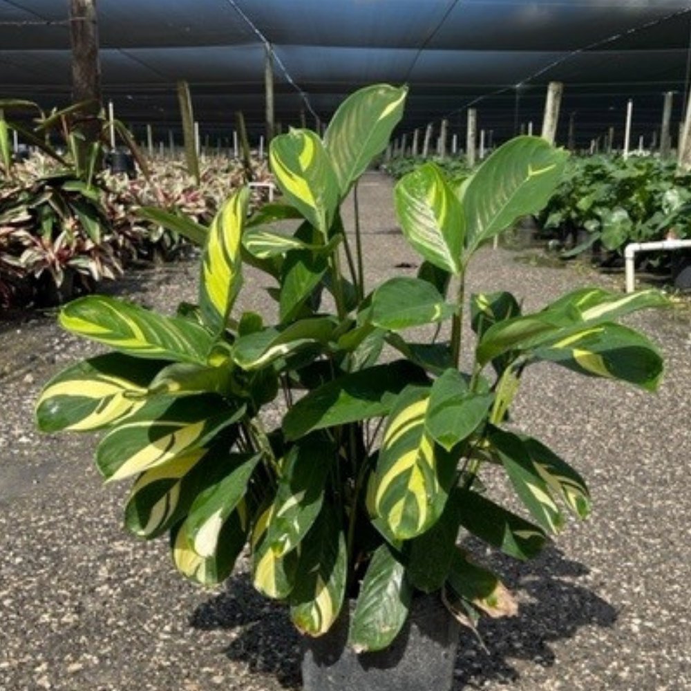 Ctenanthe Lubbersiana (Bamburanta)