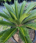Cycas revoluta, King Sago Palm, Cycad - PlantologyUSA - Medium 2'