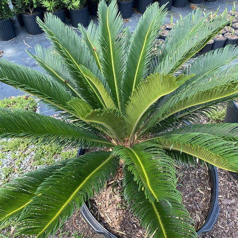 Cycas revoluta, King Sago Palm, Cycad - PlantologyUSA - Medium 2'