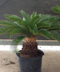 Cycas revoluta, King Sago Palm, Cycad - PlantologyUSA - Small 1.5'