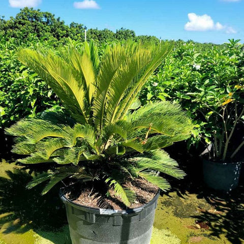 Cycas revoluta, King Sago Palm, Cycad - PlantologyUSA - Small 1.5'