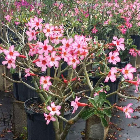 Desert Rose (Adenium Obesum) - PlantologyUSA - Large