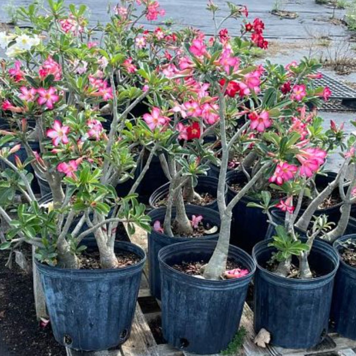 Desert Rose for Sale