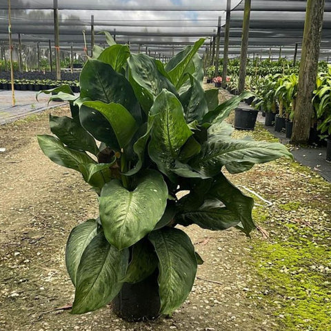 Dieffenbachia (Dieffenbachia x memoria-Corsii) - PlantologyUSA - 3 Gallon
