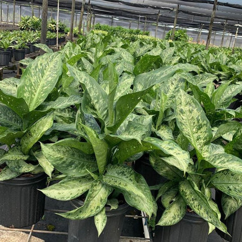 Dieffenbachia (Dieffenbachia x memoria-Corsii) - PlantologyUSA - 3 Gallon