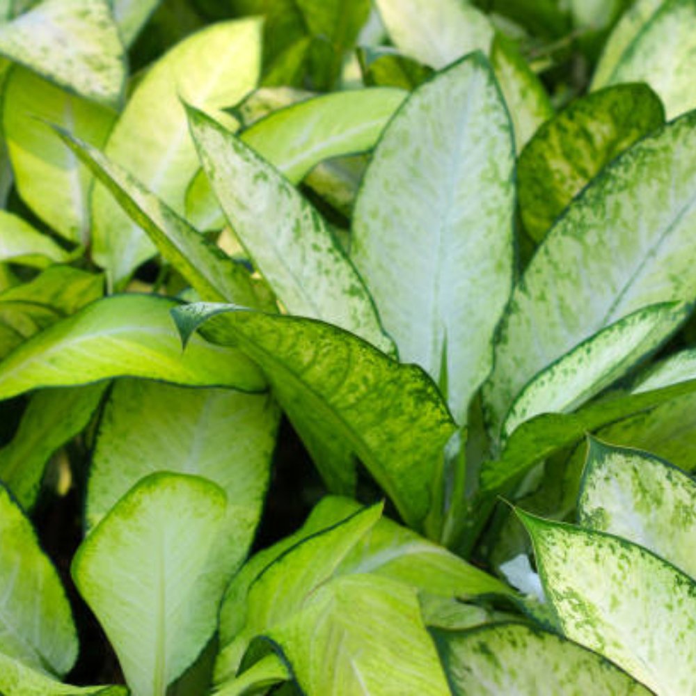 dieffenbachia maculata 'summer style' Dieffenbachia Jungle (Dumb Cane) – Plantology USA