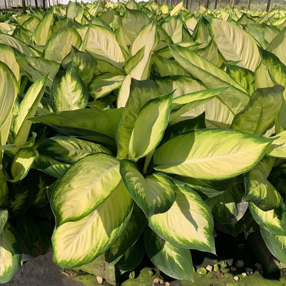 dieffenbachia tropic marianne Dieffenbachia Tropic Marianne – Plantology USA