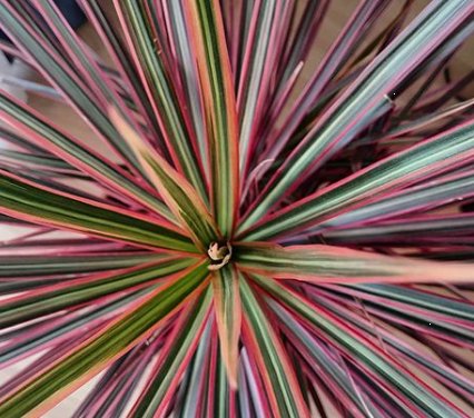 dracaena dracaena spp Dracaena Colorama for Sale