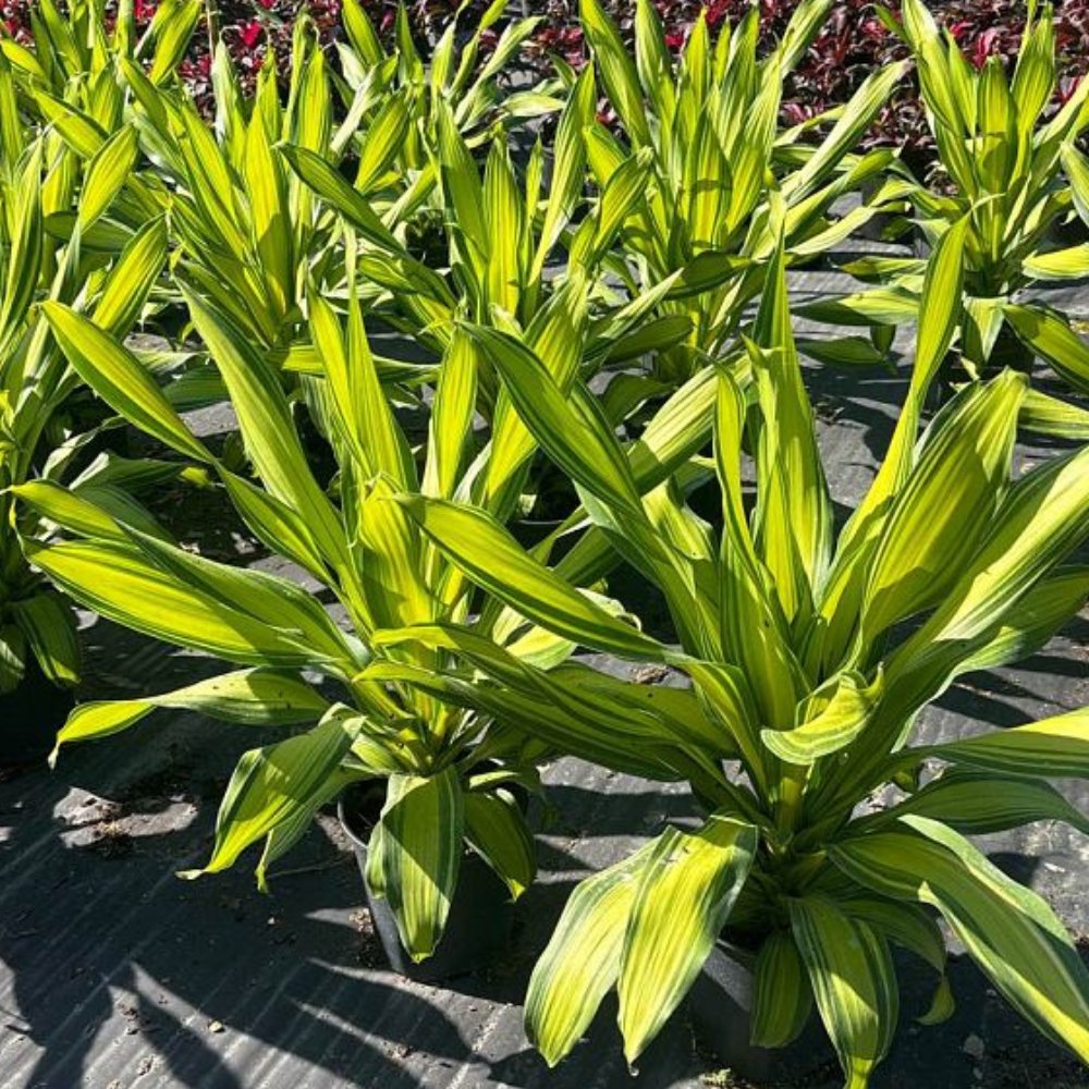 dracaena fragrans marley Dracaena Marley