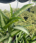 Dumbcane (Dieffenbachia 'Panther') - PlantologyUSA - 3 Gallon
