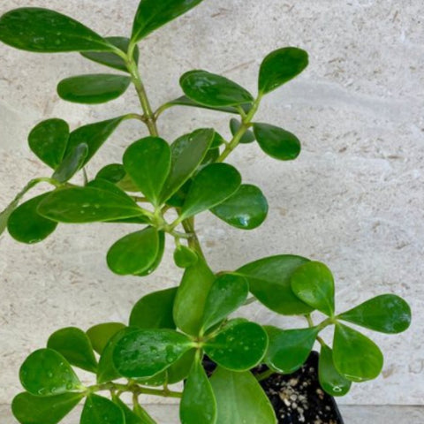 Dwarf Pitch Apple, Clusia ‘Nana’ (Clusia fluminensis) - PlantologyUSA - 2-3.5 feet