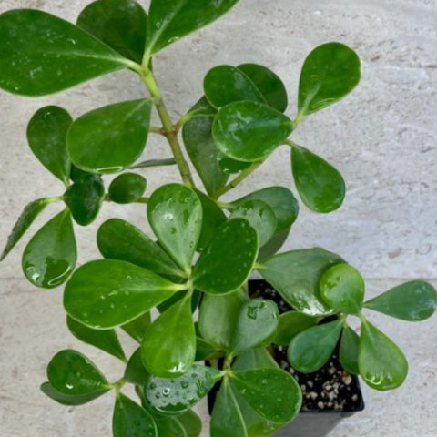 Dwarf Pitch Apple, Clusia ‘Nana’ (Clusia fluminensis) - PlantologyUSA - 2-3.5 feet