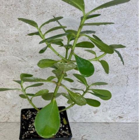 Dwarf Pitch Apple, Clusia ‘Nana’ (Clusia fluminensis) - PlantologyUSA - 2-3.5 feet