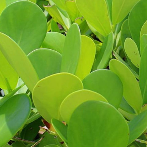 Dwarf Pitch Apple, Clusia ‘Nana’ (Clusia fluminensis) - PlantologyUSA - 2-3.5 feet