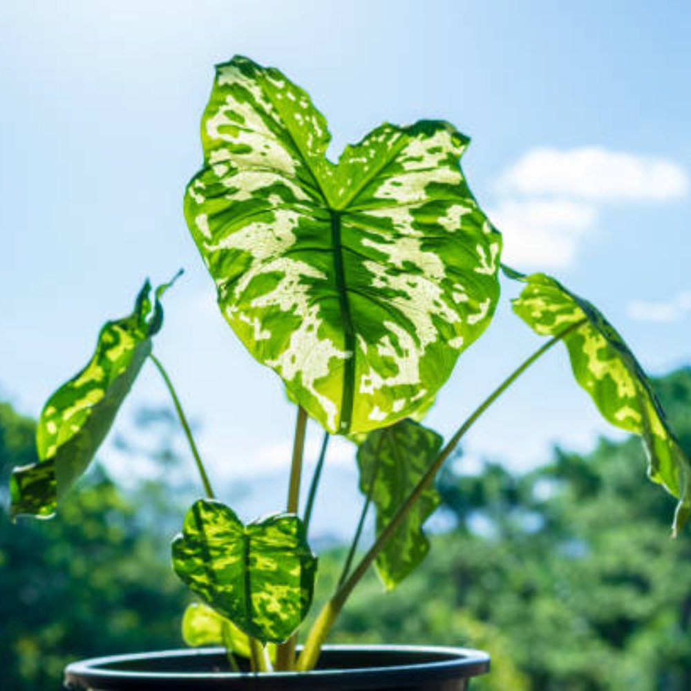 hardy elephant ear plant Elephant Ear (Alocasia Hilo Beauty) – Plantology USA