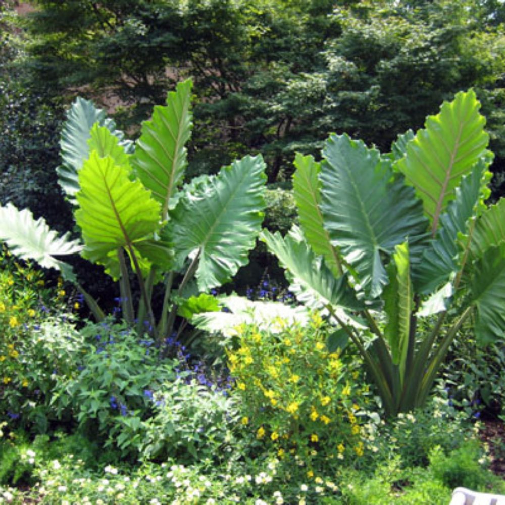 Alocasia Elephant Ear Arrow Leaf Piante Artificiali Verde 55cm It 23899 Alocasia Elephant Ear Arrow Leaf Piante Artificiali Verde 55cm It 23899