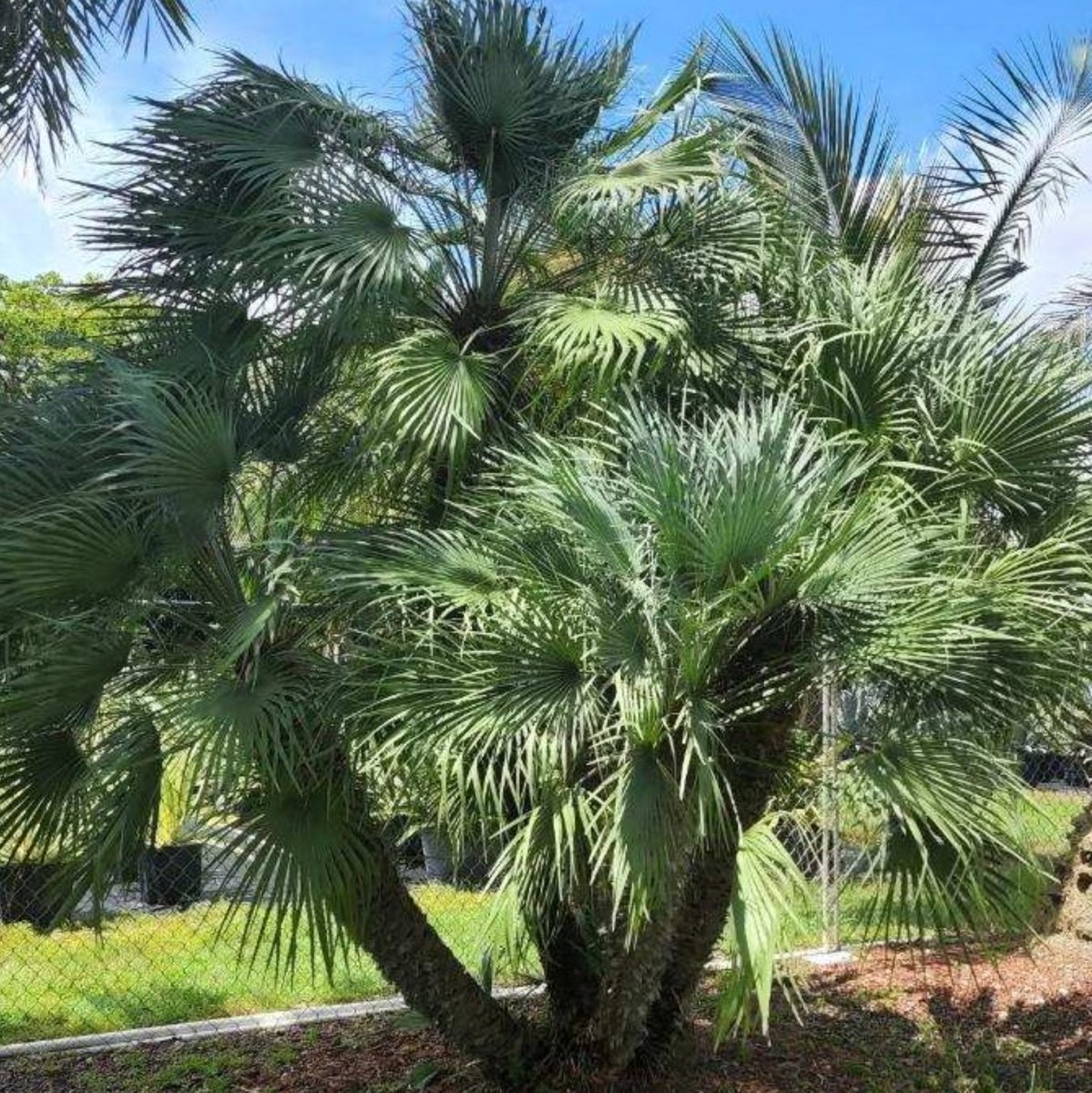 european fan palm plant European Fan Palm (Chamaerops humilis)