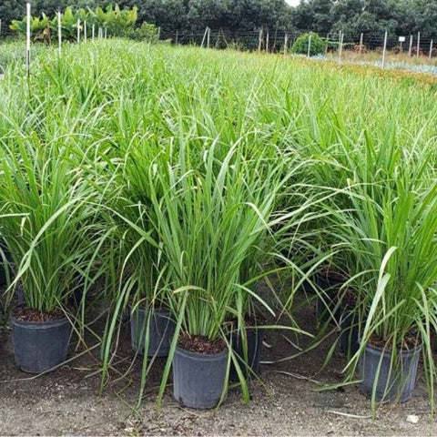 Fakahatchee Grass (Tripsacum Dactyloides) - PlantologyUSA - 3 Gallon