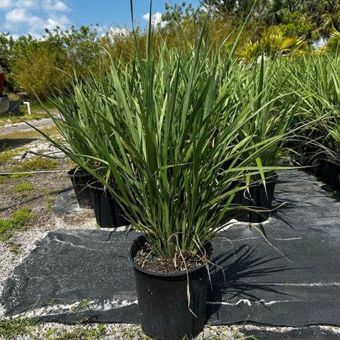Fakahatchee Grass (Tripsacum Dactyloides) - PlantologyUSA - 3 Gallon