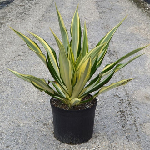 False Agave (Furcraea gigantea, Mauritius hemp Furcraea Foetida) - PlantologyUSA - 7 Gallon
