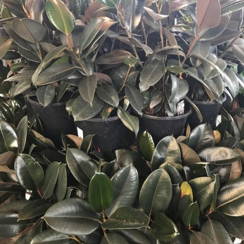 Ficus Burgundy Bush (Ficus Elastica 'Burgundy') - PlantologyUSA - 5 Gallon
