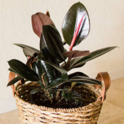 Ficus Burgundy Bush (Ficus Elastica 'Burgundy') - PlantologyUSA - 5 Gallon