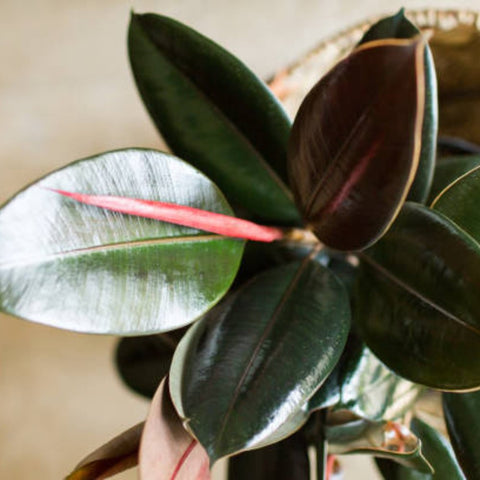 Ficus Burgundy Bush (Ficus Elastica 'Burgundy') - PlantologyUSA - 5 Gallon