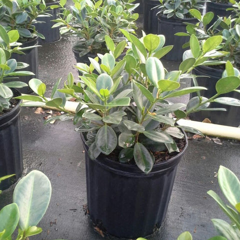 Ficus Green Island (Ficus microcarpa 'Green Island') - PlantologyUSA - Medium 12-13"
