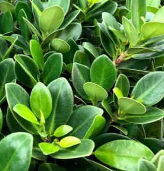 Ficus Green Island (Ficus microcarpa 'Green Island') - PlantologyUSA - Medium 12-13"