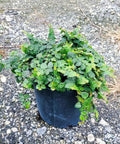 Ficus Repens (Ficus pumila) - PlantologyUSA - 3 gallon