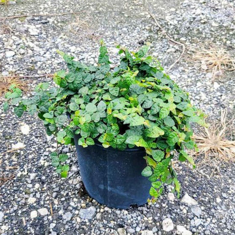 Ficus Repens (Ficus pumila) - PlantologyUSA - 3 gallon