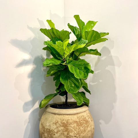 Fiddle Leaf Fig (Ficus Lyrata) - PlantologyUSA - 7 Gallon