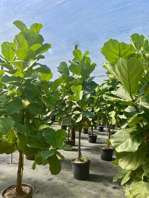Fiddle Leaf Fig (Ficus Lyrata) - PlantologyUSA - Medium 2-3 Feet