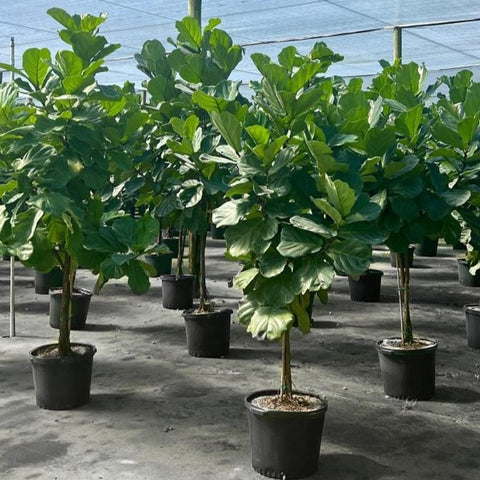 Fiddle Leaf Fig (Ficus Lyrata) - PlantologyUSA - Medium 2-3 Feet