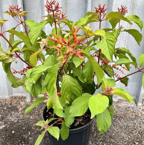 Firebush Regular (Hamelia patens) - PlantologyUSA - Medium 16-20"