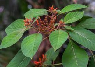 Firebush Regular (Hamelia patens) - PlantologyUSA - Medium 16-20"