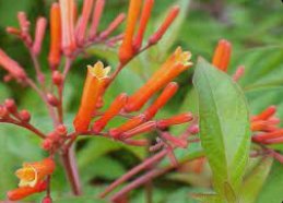 Firebush Regular (Hamelia patens) - PlantologyUSA - Medium 16-20"