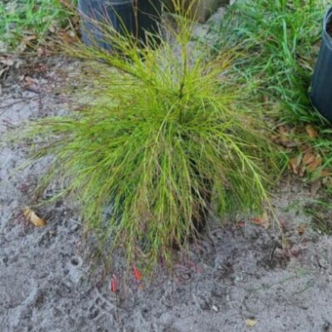 Firecracker Red (Russelia Equisetiformis) - PlantologyUSA - 3 Gallon