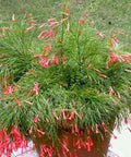 Firecracker Red (Russelia Equisetiformis) - PlantologyUSA - 3 Gallon