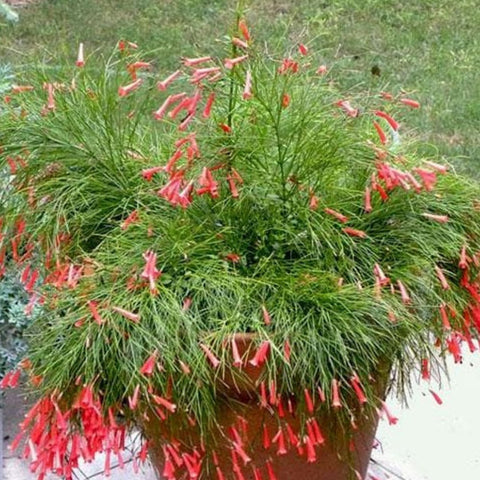 Firecracker Red (Russelia Equisetiformis) - PlantologyUSA - 3 Gallon