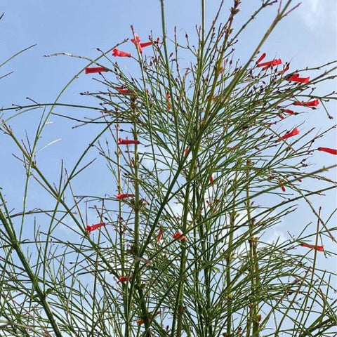 Firecracker Red (Russelia Equisetiformis) - PlantologyUSA - 3 Gallon
