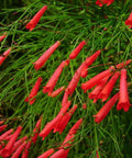 Firecracker Red (Russelia Equisetiformis) - PlantologyUSA - 3 Gallon