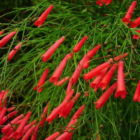 Firecracker Red (Russelia Equisetiformis) - PlantologyUSA - 3 Gallon